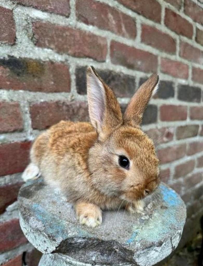 Géants flamands de race pure, Grand