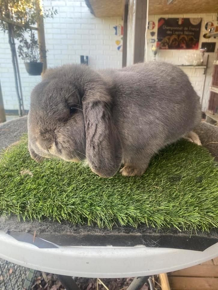 Duitse hangoor konijn, Dieren en Toebehoren, Konijnen, Hangoor