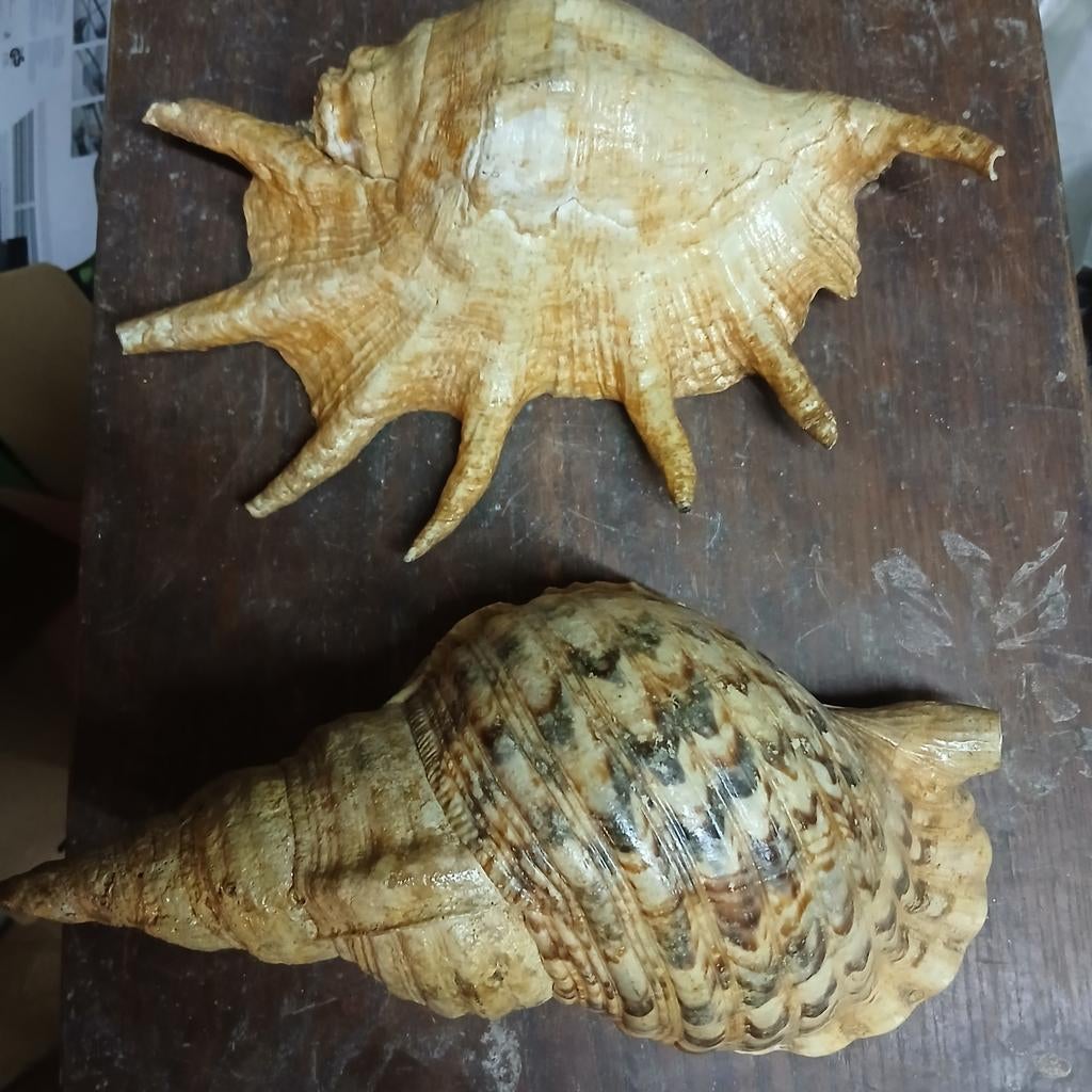 2 coquillages Triton et Lambis provenant de l'île Maurice, Enlèvement ou Envoi, Coquillage(s)