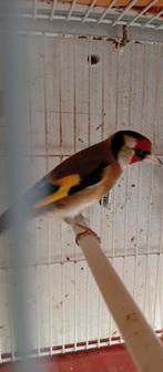 Chardonneret mal parva bagué 2025., Dieren en Toebehoren, Mannelijk, Geringd