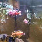 Volwassenen Malawi cichliden 5 color, Dieren en Toebehoren