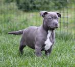 Amerikaanse Stafford pup, Dieren en Toebehoren, Honden | Jack Russells en Terriërs, Parvo, België, 8 tot 15 weken, American Staffordshire Terriër