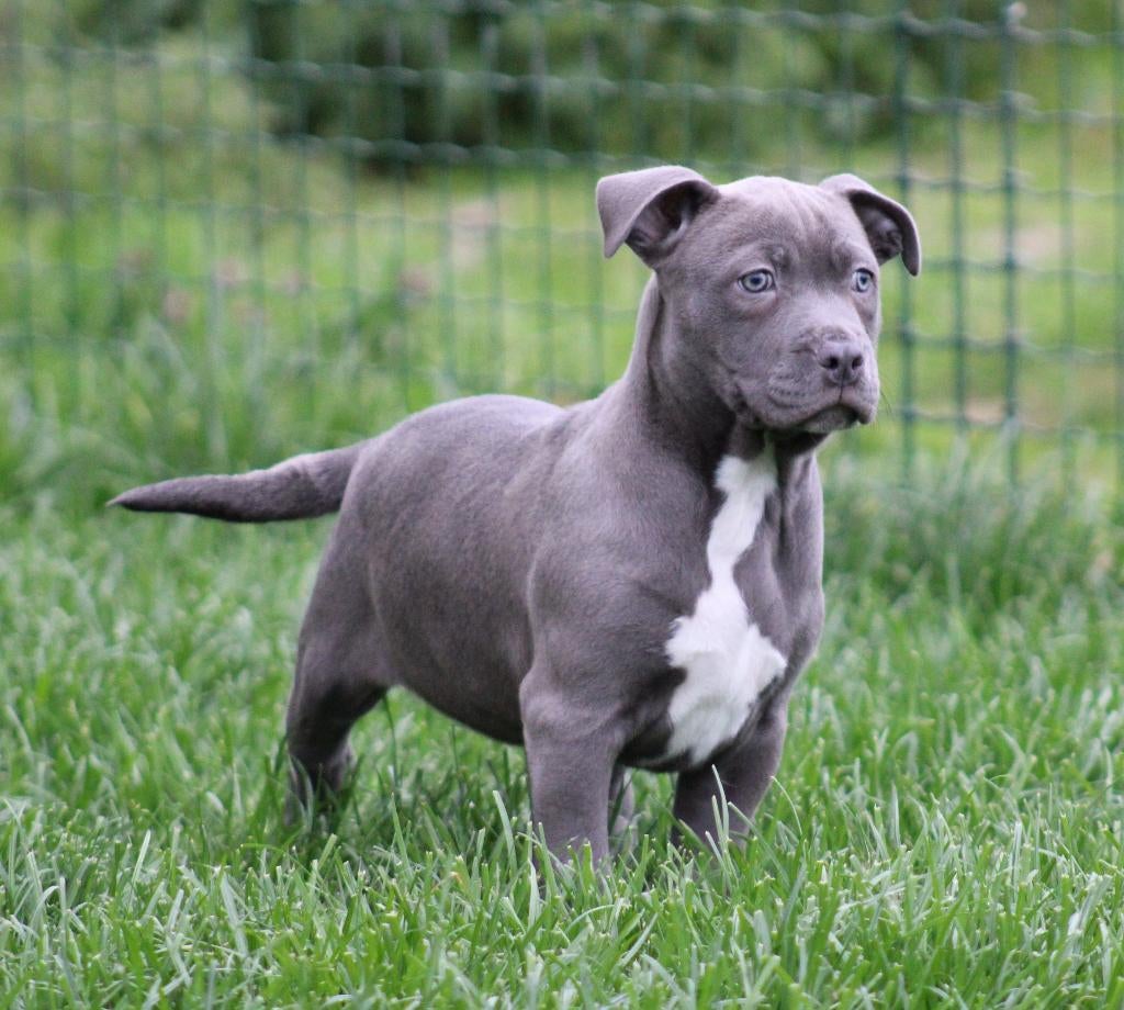 Chiot américain Stafford, Animaux & Accessoires, Chiens | Jack Russell & Terriers, Chienne, American Staffordshire Terrier, Éleveur | Professionnel