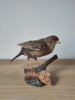 Opgezette merel (vrouwtje) - taxidermie - vintage, Ophalen, Zo goed als nieuw, Vogel, Opgezet dier