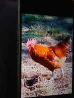 2 jonge hanen, Mannelijk, Kip