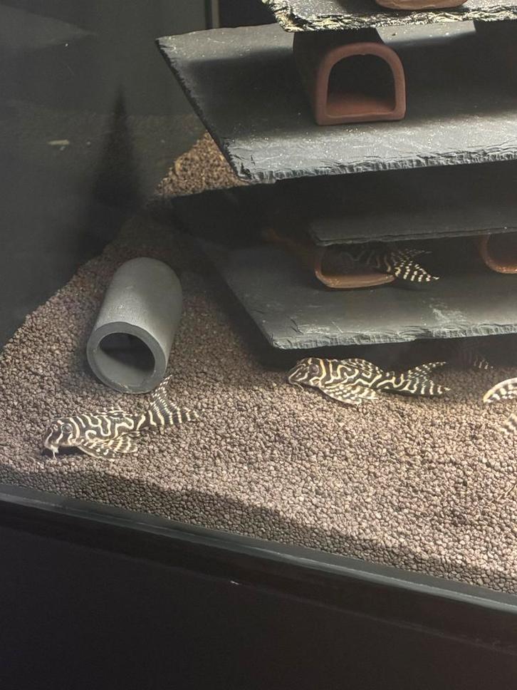 L333 7-8cm, Dieren en Toebehoren, Vissen | Aquariumvissen, Zoetwatervis, Vis