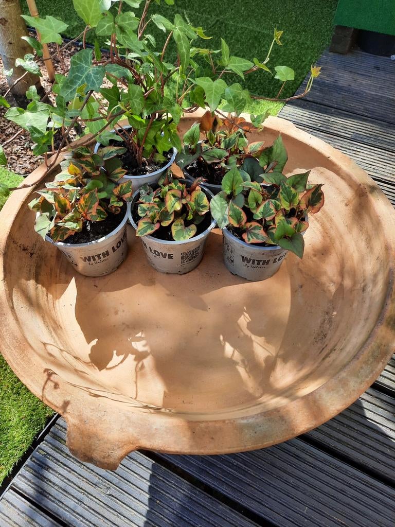 Grote schaal kan dienen voor plantjes of voor waterplanten, Enlèvement