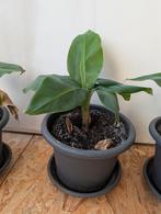 Bananier Dwarf Cavendish