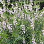 Galega officinalis, Vaste plant, Halfschaduw, Zomer, Ophalen