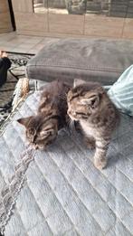 Langharige kittens, Plusieurs animaux, Avec pedigree, 0 à 2 ans