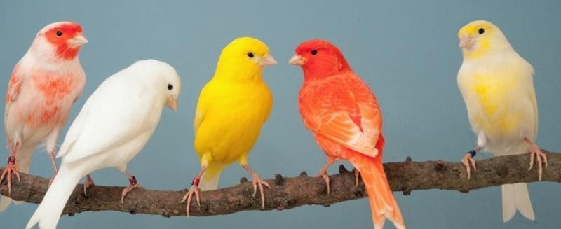 ik ben op zoek naar een paar kanarie popjes, Vrouwelijk, Kleurkanarie