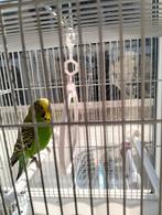 Perruche ondulée avec ou sans cage, Animaux & Accessoires, Oiseaux | Perruches & Perroquets, Mâle, Perruche