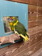 Kakarikis februari 26, geringd, Geringd