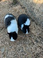 Nog 2 prachtig bonte kleurdwerg nijntjes, Petit