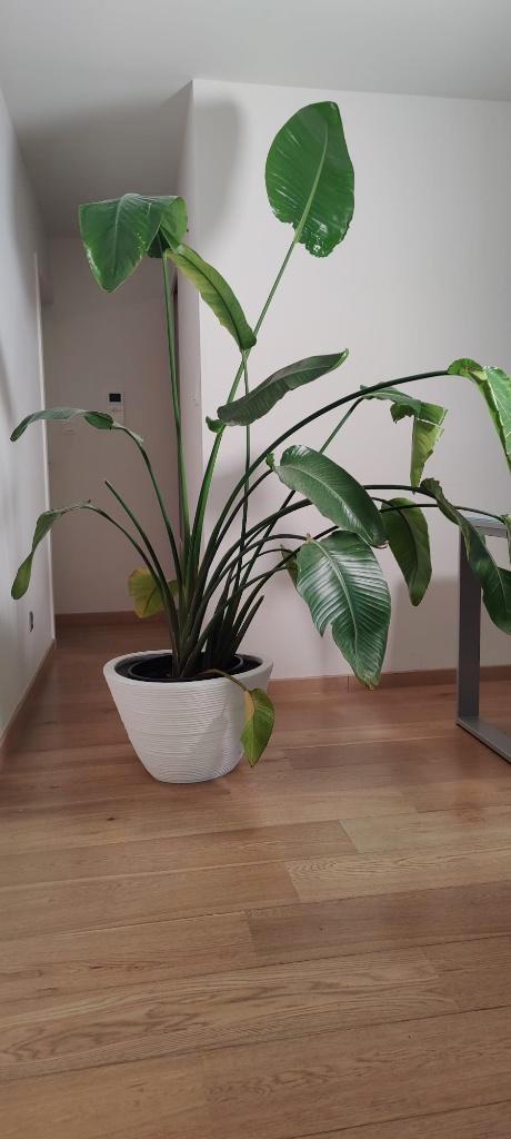 Strelizia Nicolai | Paradijsvogelplant, Maison & Meubles, Plantes d'intérieur, Autres espèces, 150 à 200 cm, Plante verte, Ombre partielle