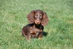 Langharige Teckel pups te koop, Dieren en Toebehoren, 15 weken tot 1 jaar, Buitenland, Dwerg, Langhaar