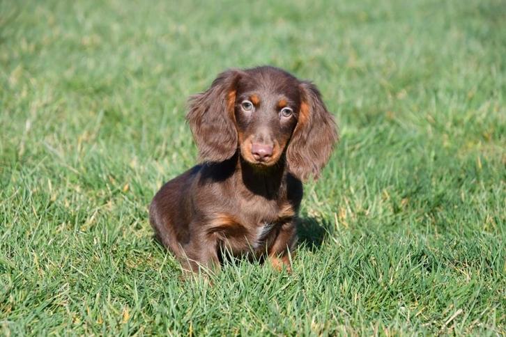 Chiots teckel à poil long à vendre, Animaux & Accessoires, Chiens | Teckels & Bassets, Plusieurs animaux, Poils longs, Nain, Éleveur | Professionnel