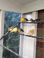 cherche amateur avec grande volière, Animaux & Accessoires, Enlèvement