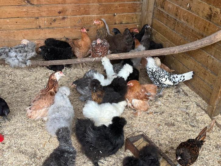 Sierkippen verschillende rassen, Animaux & Accessoires, Volatiles