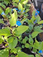 Omphalodes verna, Ophalen