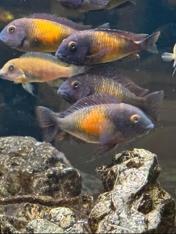 Wildvang kweekgroep Tropheus moorii Kasakalawe!!!, Animaux & Accessoires, Poissons | Poissons d'aquarium, Poisson d'eau douce