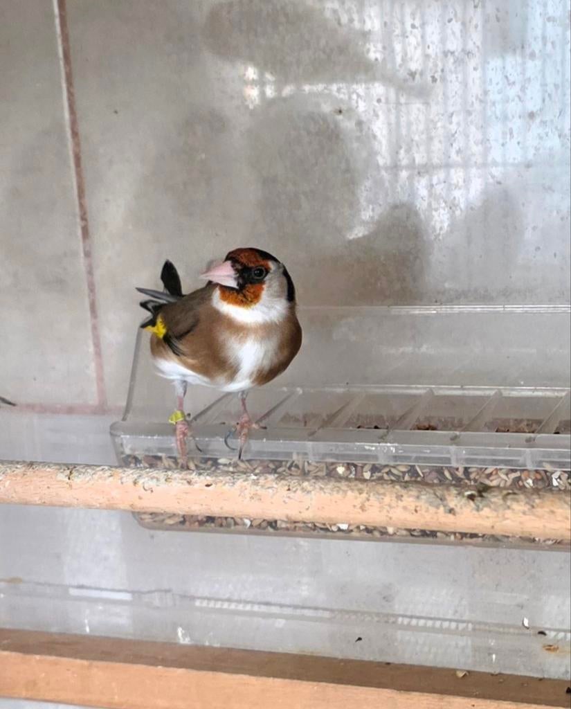 Femelle chardonneret Elegant, Animaux & Accessoires, Oiseaux | Oiseaux Autre, Femelle