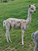 Alpaca hengst, Avril, Mâle