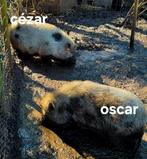 Hangbuikzwijn, Dieren en Toebehoren, Mannelijk, Varken, 0 tot 2 jaar