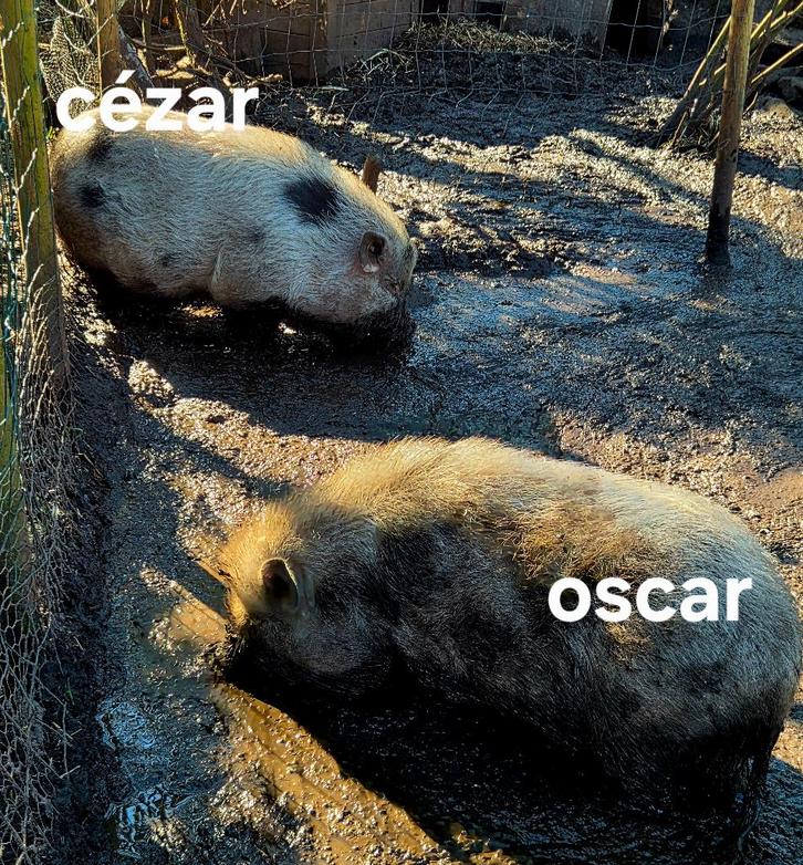 Hangbuikzwijn, Dieren en Toebehoren, Schapen, Geiten en Varkens, Varken, Mannelijk, 0 tot 2 jaar