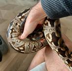 0.1 Acrantophis Dumerilli, Dieren en Toebehoren, Reptielen en Amfibieën