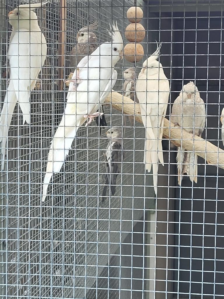 12 Jonge valkparkieten, Dieren en Toebehoren, Vogels | Parkieten en Papegaaien, Meerdere dieren, Parkiet, Geringd