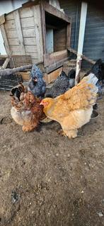 Broedeieren Brahma kippen mix, Dieren en Toebehoren, Pluimvee