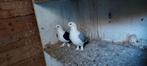 Samen.15 euro, Animaux & Accessoires, Oiseaux | Pigeons