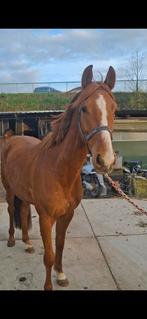 4jarige ruin, Dieren en Toebehoren, Ruin, Zadelmak