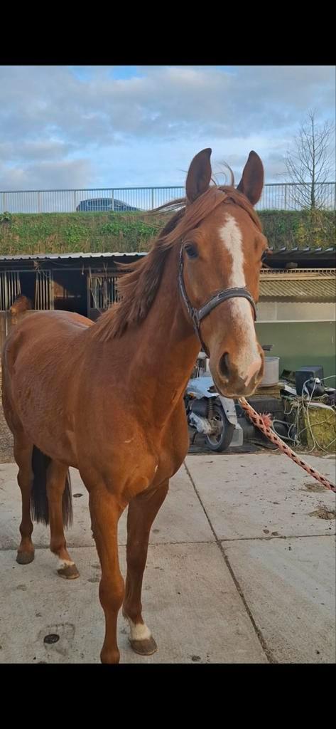 4jarige ruin, Dieren en Toebehoren, Paarden, Ruin, Zadelmak