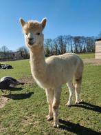 2 Alpaca vrouwtjes, Dieren en Toebehoren, Juli, Vrouwelijk