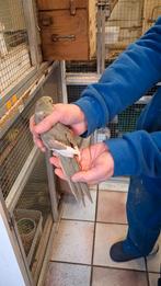 kakariki pop 2025, Dieren en Toebehoren, Vogels | Parkieten en Papegaaien, Vrouwelijk, Parkiet, Geringd