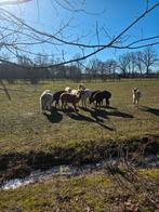 Mooie kudde alpaca's te koop