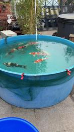 Asch koi, Karper of Koi