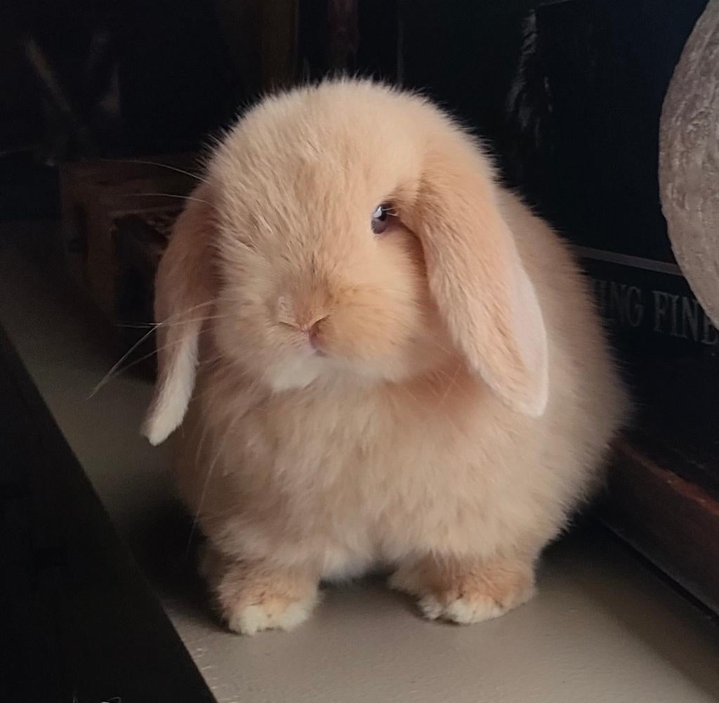 Minilop rammetjes raszuiver.( Beiden in optie), Mannelijk, Dwerg, Hangoor, 0 tot 2 jaar