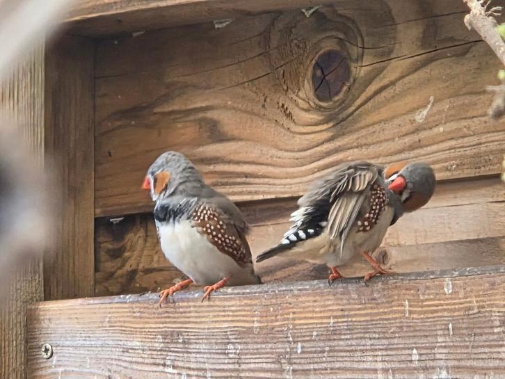 Zebravinken, Dieren en Toebehoren, Vogels | Kanaries, Bastaard, Meerdere dieren