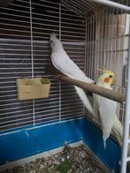 couple de calopsittes, Animaux & Accessoires, Oiseaux | Perruches & Perroquets, Plusieurs animaux, Perroquet, Parleur