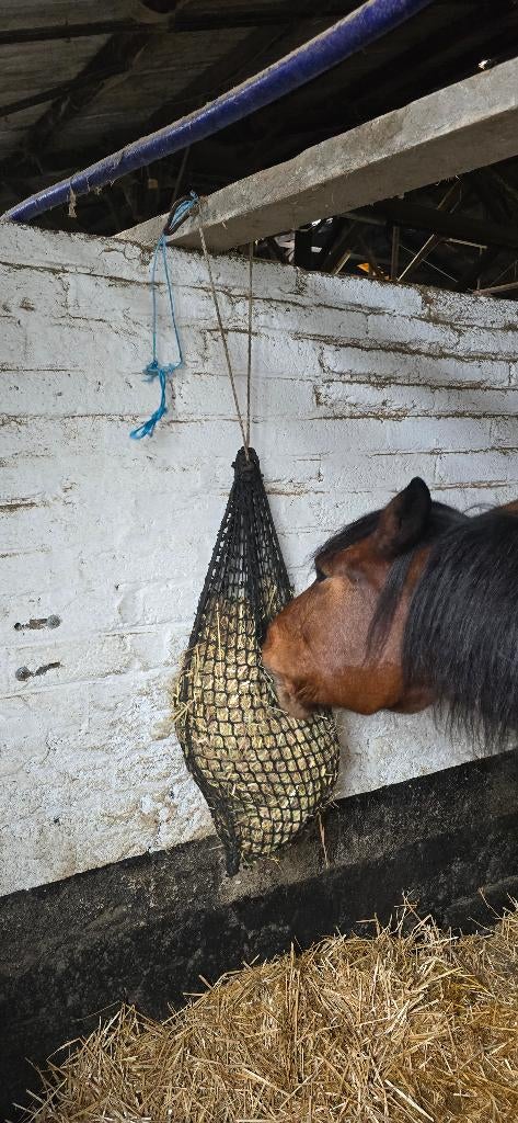 Te koop: Lieve ruin (8 jaar) – gouden thuis gezocht, Dieren en Toebehoren, Paarden, Ruin, Onbeleerd, Gechipt, 7 tot 10 jaar