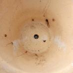 Pot de fleur ️ décoration, Musique & Instruments, Batteries & Percussions