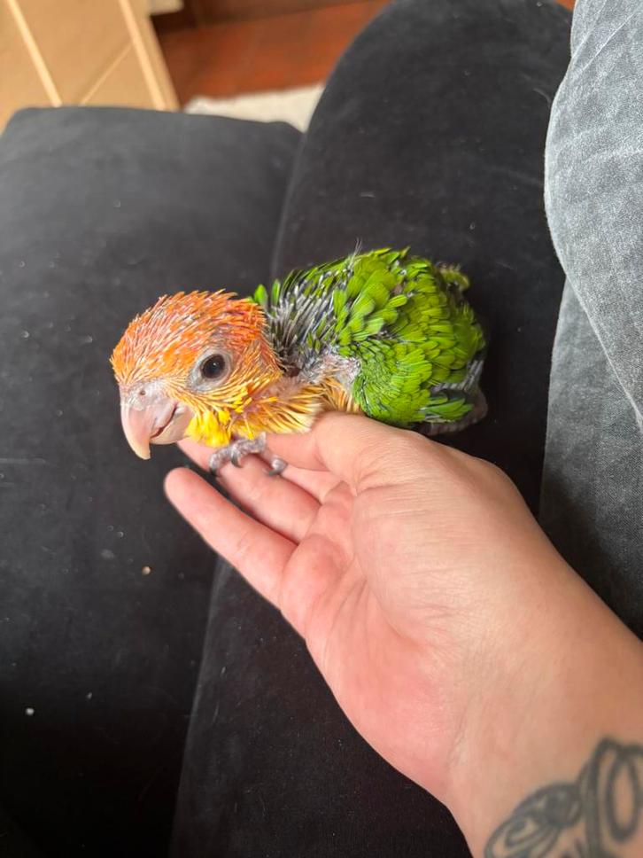 jonge roestkop caiques, Animaux & Accessoires, Oiseaux | Perruches & Perroquets, Perroquet, Sexe inconnu, Domestique, Bagué