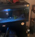 Aqaurium 250L alles erbij, gereinigd+startklaar, Enlèvement, Utilisé, Aquarium vide