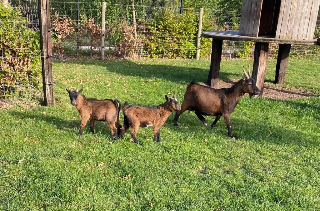 Dwerggeit moeder met bokje en Mieke, Dieren en Toebehoren, Schapen, Geiten en Varkens, Geit