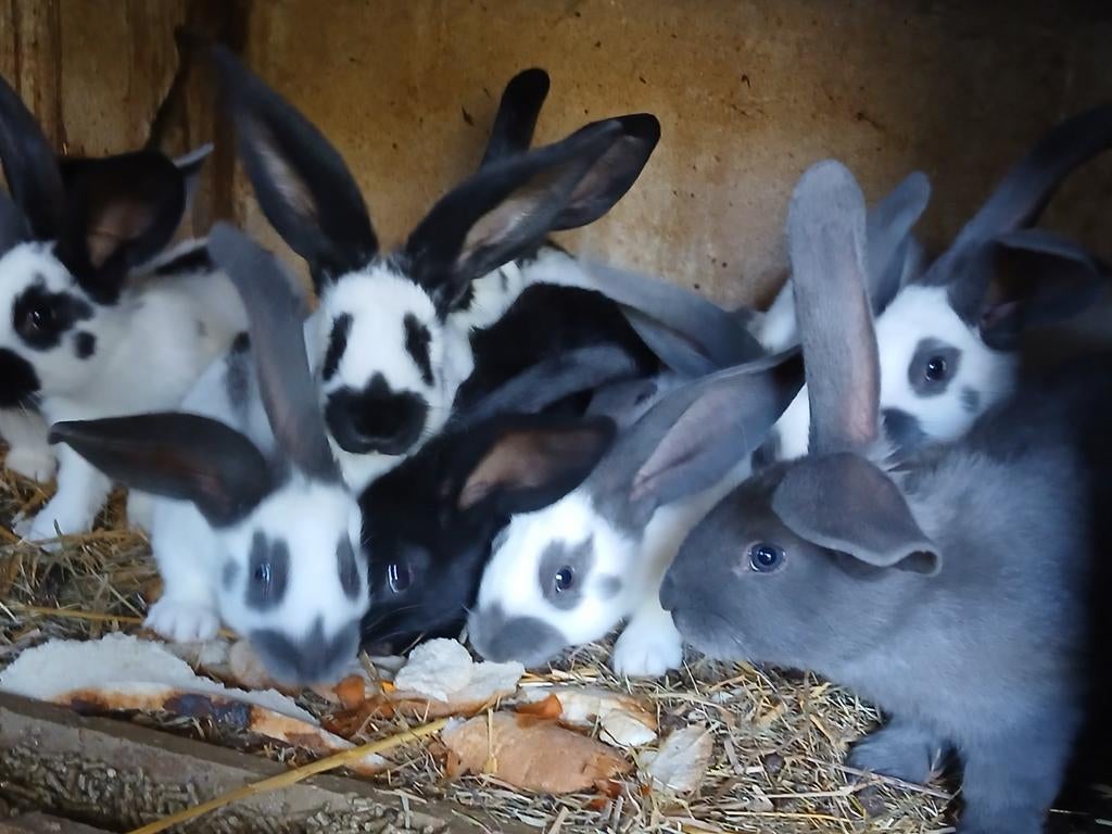 Reuzevlinders lotharinger