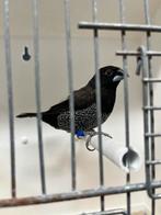 Japanse meeuw zwartgrijs man, Dieren en Toebehoren