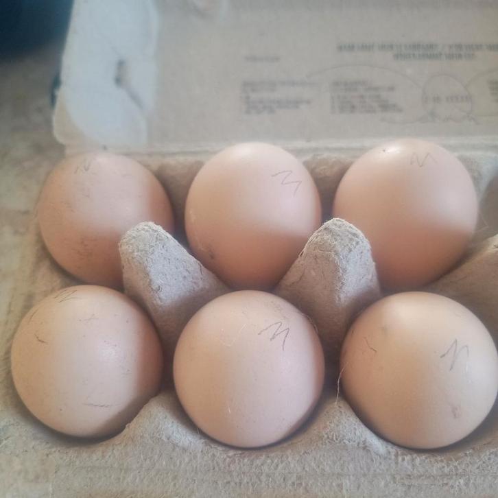 Broed eieren Mechelse koekoek groothoenders, Dieren en Toebehoren, Pluimvee